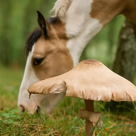 Casa Del Vento Alloggio per agriturismo San Presto